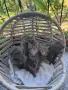 Британски / шотландски котенца , снимка 1