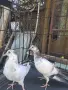Английски типлери. , снимка 2