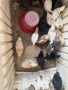 продавам домашни селски пилета , снимка 1
