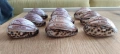 Раковини гравирани 9 броя за ценители , снимка 6