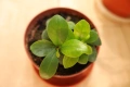 Три броя растения от род Фикус, Ficus alii, Ficus benjamin, Ficus ging-seng, 2 евро ! , снимка 4