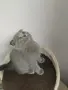 Британска късокосместа и шотландски клепоухи котенца , снимка 17