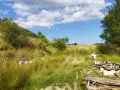 Продава панорамен южен парцел в гр.Смолян, снимка 12