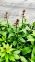 Лобелия Скарлет, Lobelia speciosa Starship Scarlet, студоустойчива и многогодишна, снимка 5