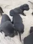 Кане корсо бебета , снимка 5