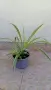 Хлорофитум Chlorophytum comosum , снимка 3