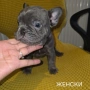 Френски булдог търси дом 🐾 Малки френски булдочета на 40 дни търсят своето  ново  семейство. , снимка 10