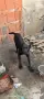 cana corsa cinsi köpegim satılık 4aylıktır tüm asılları yapık, снимка 2