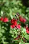 Салвия (Salvia greggii) 'Lipstick', снимка 5