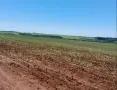2 земеделски имота с 75 лв/дка рента – инвестиция с доход, снимка 3