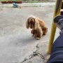 Кученца, снимка 4