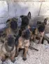 Чистокръвни Белгийски овчарки-Малиноа , снимка 1