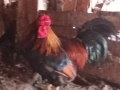 Продавам зелени оплодени кокоши яйца за люпене., снимка 2