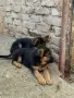 Малки немски овчарки, снимка 2