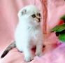 Шотландско мъжко Скоттиш Фолд , снимка 2