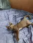 Подарявам котета - гр. Лясковец, снимка 3