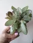 Еписция, episcia Silver Skies, снимка 1