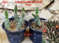 Градински студоустойчиви кактуси, снимка 1
