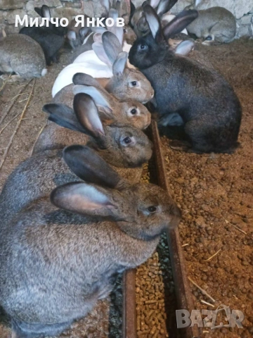 зайци, снимка 3 - Други - 54056301