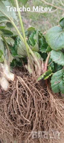 Расад ягоди и малини , снимка 3 - Градински цветя и растения - 54134801