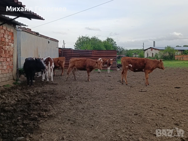 Продавам телета, снимка 2 - Крави - 54359513