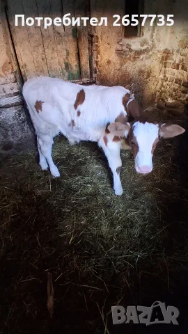 продава се мъжко теле
