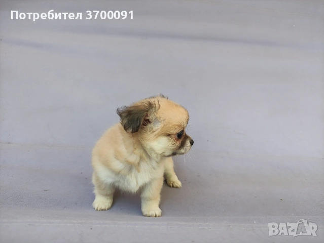 чихуахуа , снимка 8 - Чихуахуа - 54680768