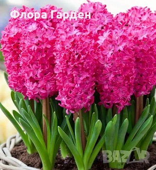 Луковици ЗЮМБЮЛ - Предварителни поръчки, снимка 8 - Градински цветя и растения - 51033126