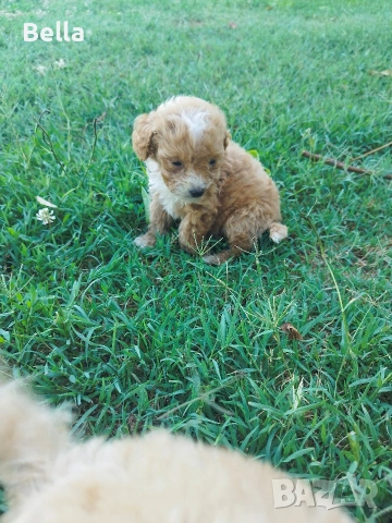 Малтипу/Maltipoo, снимка 5 - Пудели - 55166935