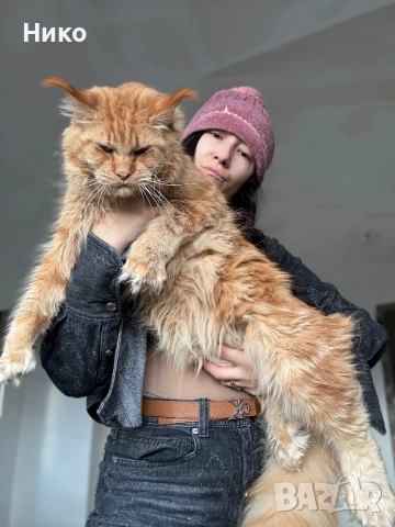 Мейн кун котенца / Мейн куун котенца / Maine coon kittens, снимка 2 - Мейн кун - 50068719