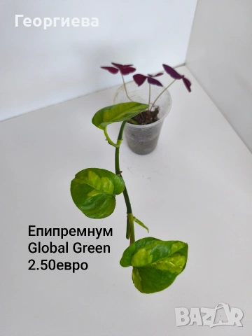 сциндапсус, епипремнум