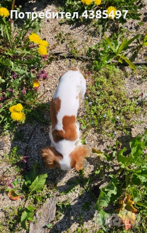 Момче кавалер Кинг Чарлз Шпаньол , снимка 2 - Кавалер кинг чарлз шпаньол - 54368055