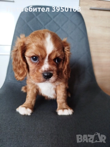 Кавалер Кинг Чарлз шпаньол, снимка 6 - Кавалер кинг чарлз шпаньол - 54088586
