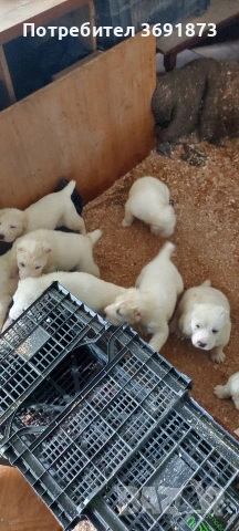 алабайчета чистокръвни, снимка 18 - Алабай - 54087010