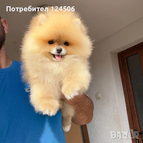Померан мини померанче, снимка 4 - Померан - 54971092