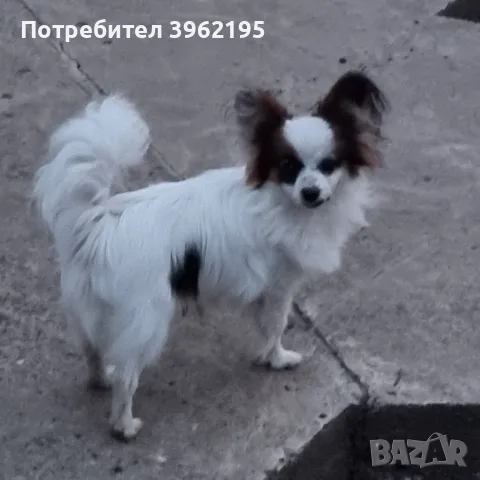 Папийон, кучето пеперуда в България, снимка 2 - Пудели - 55440493