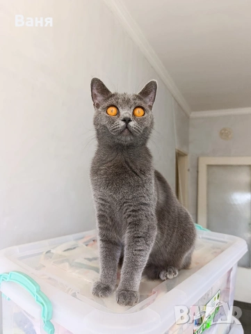 Британска котка на една година