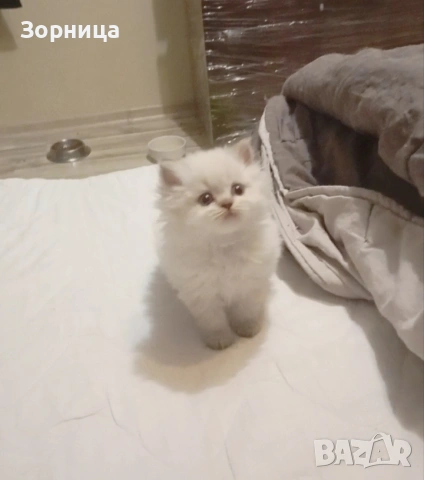 Британска сребърна чинчила , снимка 17 - Чинчили - 54337750