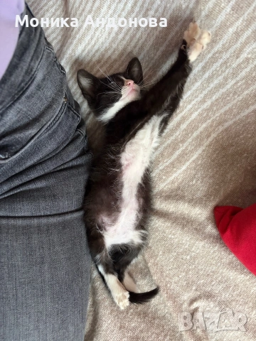 МЪЖКО КОТЕНЦЕ Търси дом, снимка 7 - Други - 55142831