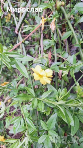 Продавам растение Зимен Жасмин (Jasminum nudiflorum), снимка 7 - Градински цветя и растения - 54579336