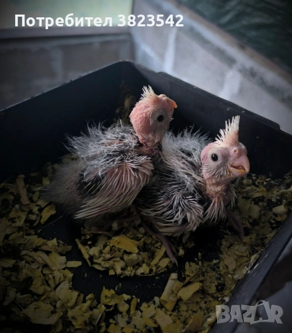 Папагали "Корела" - ръчно хранене 