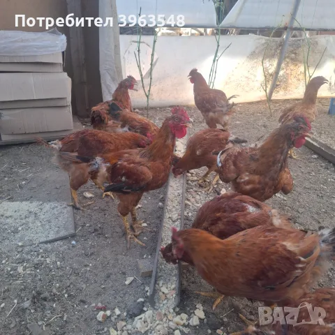 Продавам петлета 