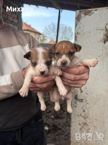 Малки Джак ръсел 