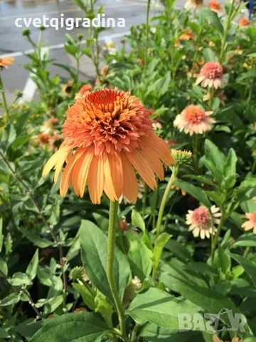 Echinacea ‘Marmalade’ (Ехинацея ‘Мармалад’)