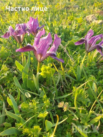 Мини ирис/джудже/перуника, снимка 4 - Разсади - 54168015
