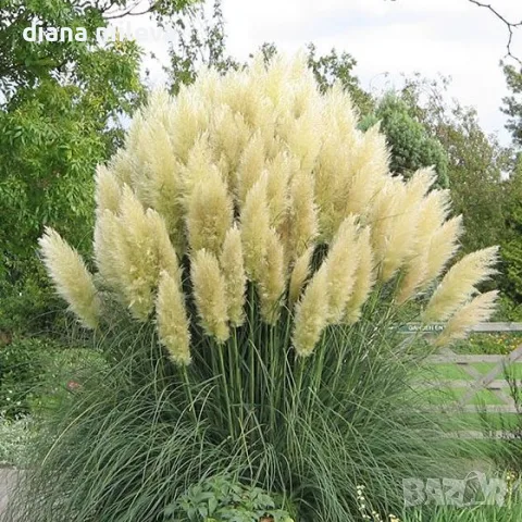 Пампаска трева, Кортадерия, бяла, Cortaderia Sellona, снимка 2 - Градински цветя и растения - 55337080