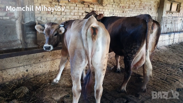 продавам юница