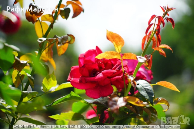 Легендата SLR филмов "CANON AE-1"-черен, като нов, снимка 6 - Фотоапарати - 54081236