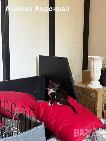 МЪЖКО КОТЕНЦЕ Търси дом, снимка 9 - Други - 55142831