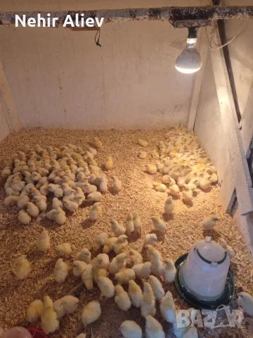 Продавам бройлери